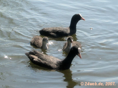 Blesshuhn Familie