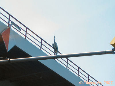 Fischreier, Autobahnbrücke A10, Zernsee