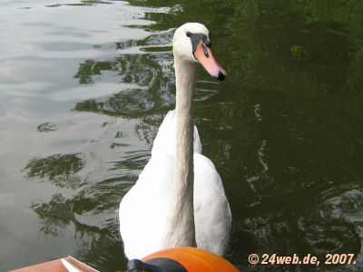 Höckerschwan