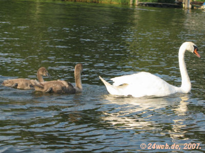 Höckerschwan mit Jungtieren