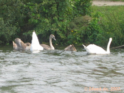 Familie Schwan